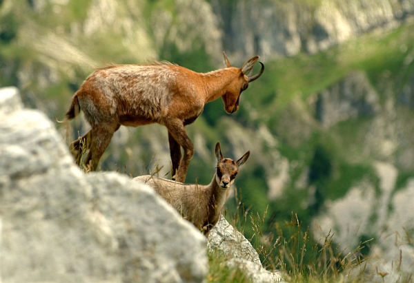 Camoscio d''Abruzzo Rupicapra pyrenaica ornata